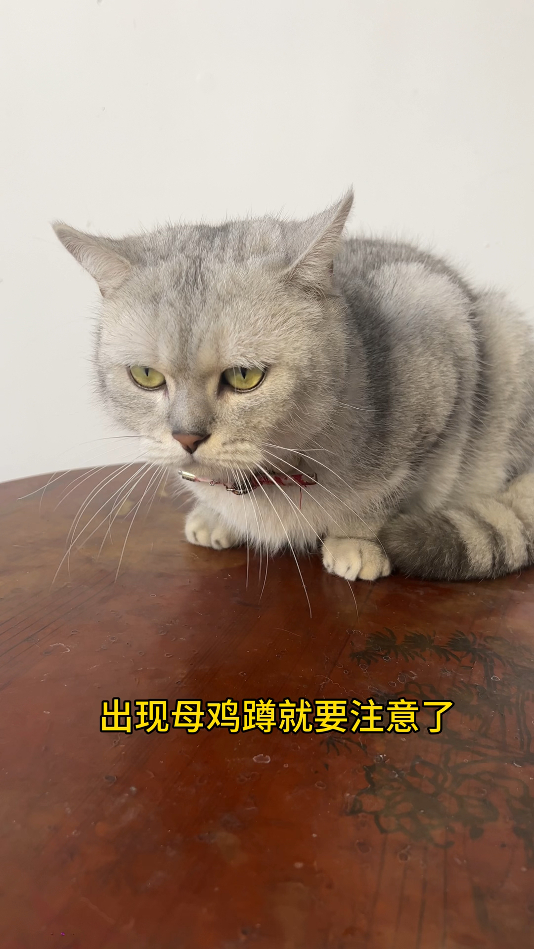 你猫咪经常母鸡蹲的话 ,要引起重视了,很可能是胃里有毛球了