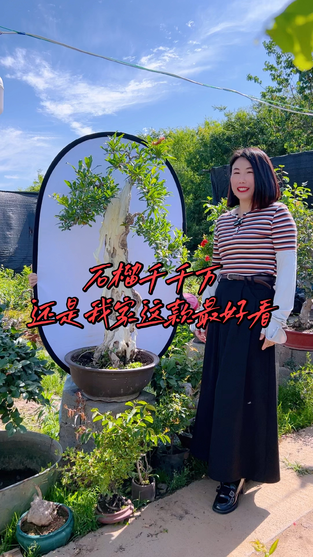 精品盆景艺术展示.大红袍石榴盆景