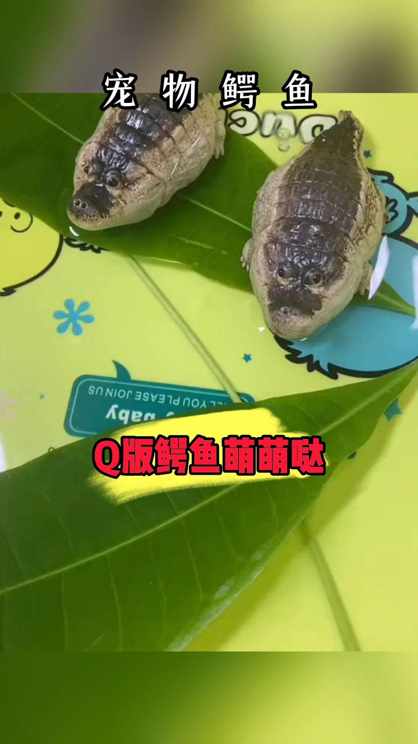 这小鳄鱼也太可爱了!