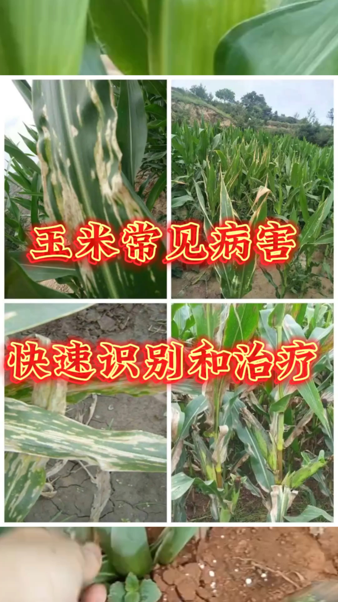 玉米常见病害和治疗方法