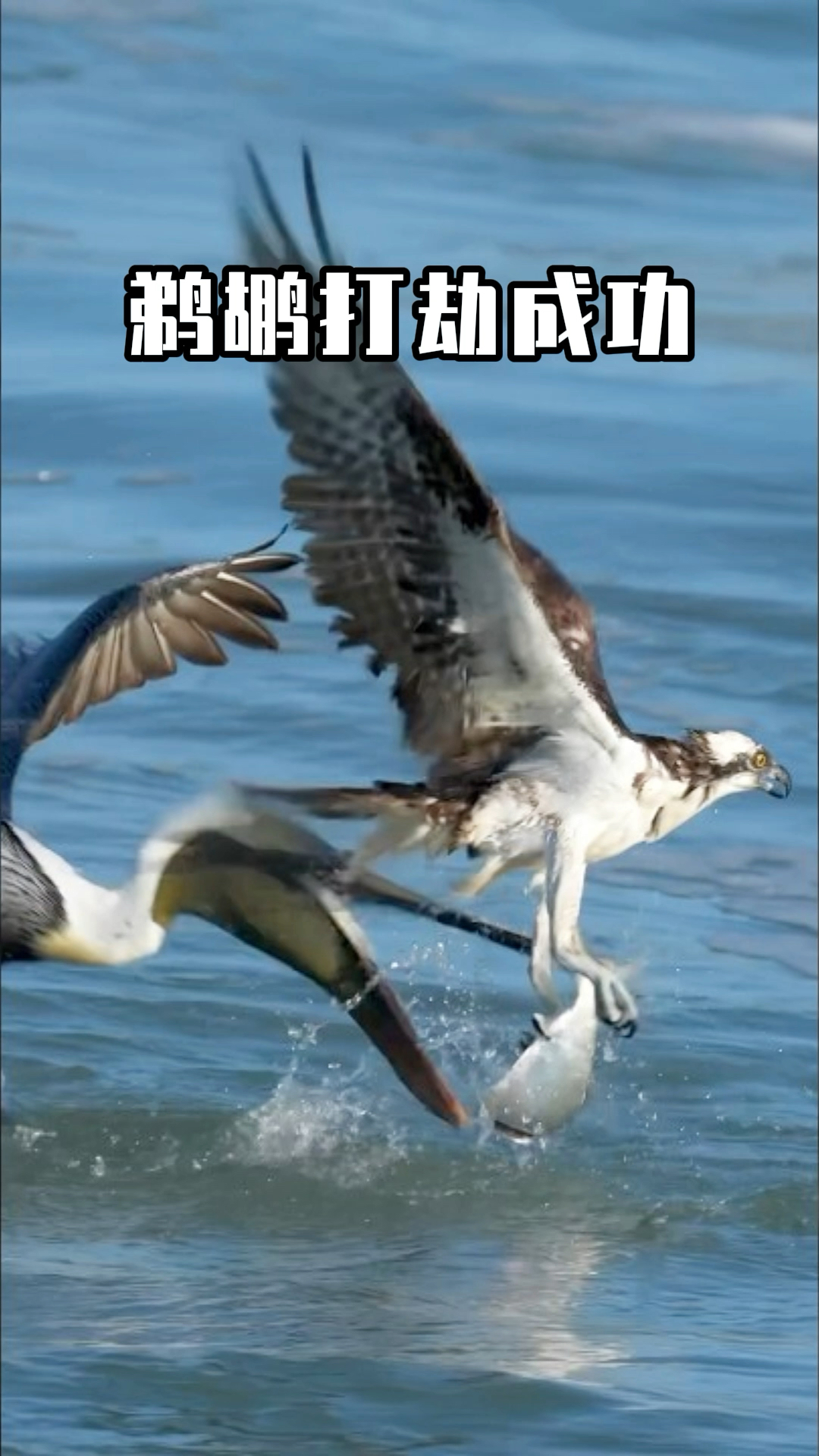 鱼鹰费劲抓起大鱼,鹈鹕从背后偷袭