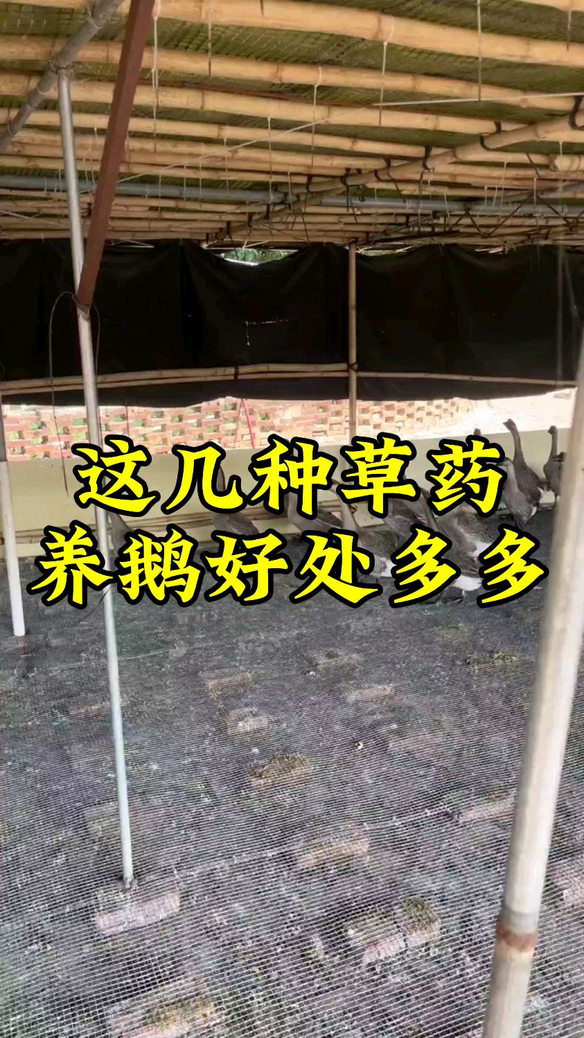 这几种草药养鹅好处多多