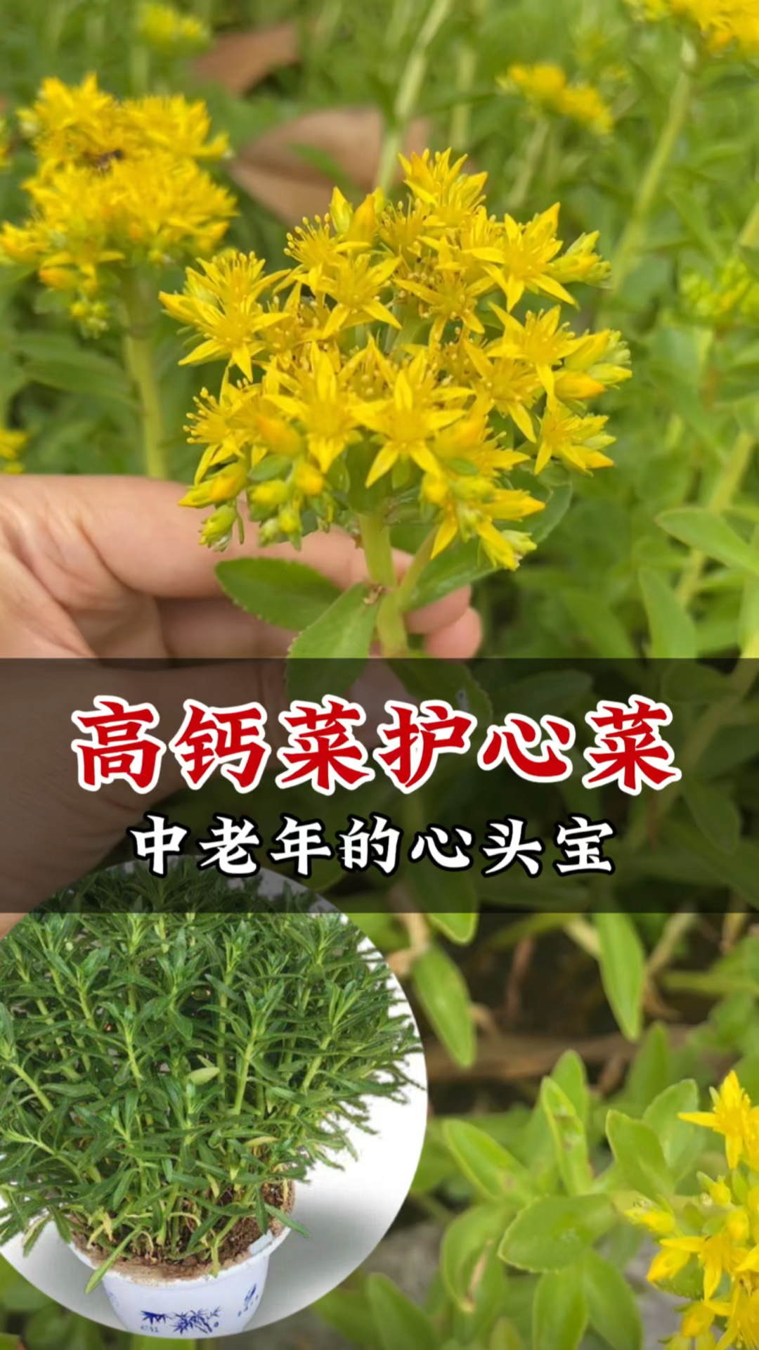 费菜又名养心菜土三七,老人喜欢凉拌或炖猪心,没想到价值这么高