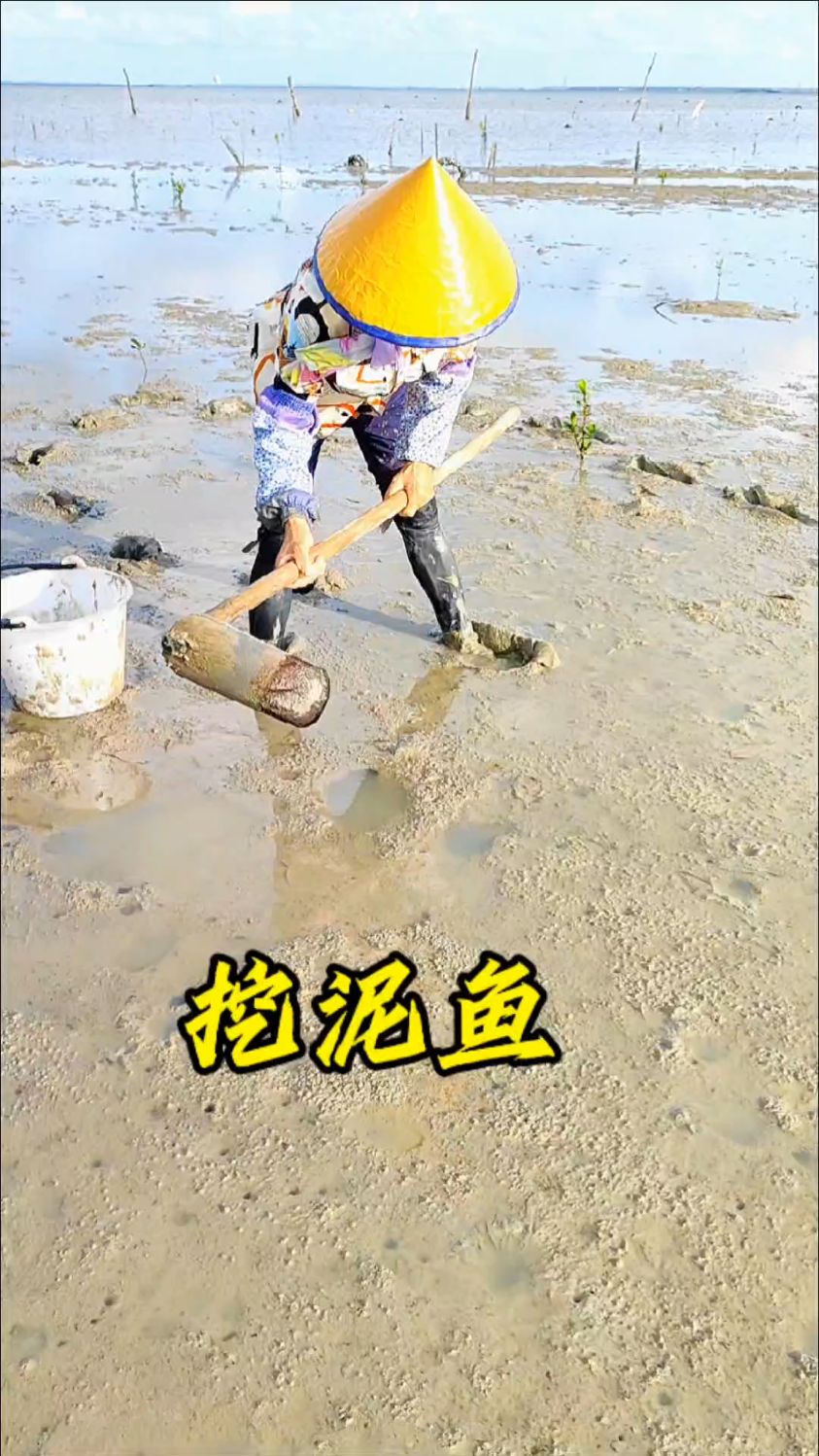 退潮后,看看小渔赶海是怎样挖泥鱼的