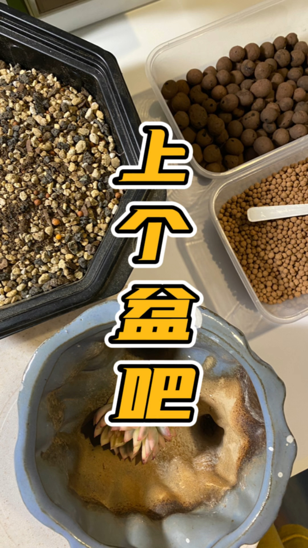 多肉女雏锦上盆!