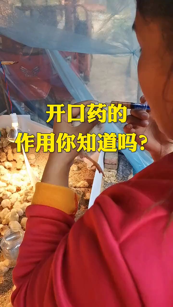 小鸡开口药的作用你知道吗