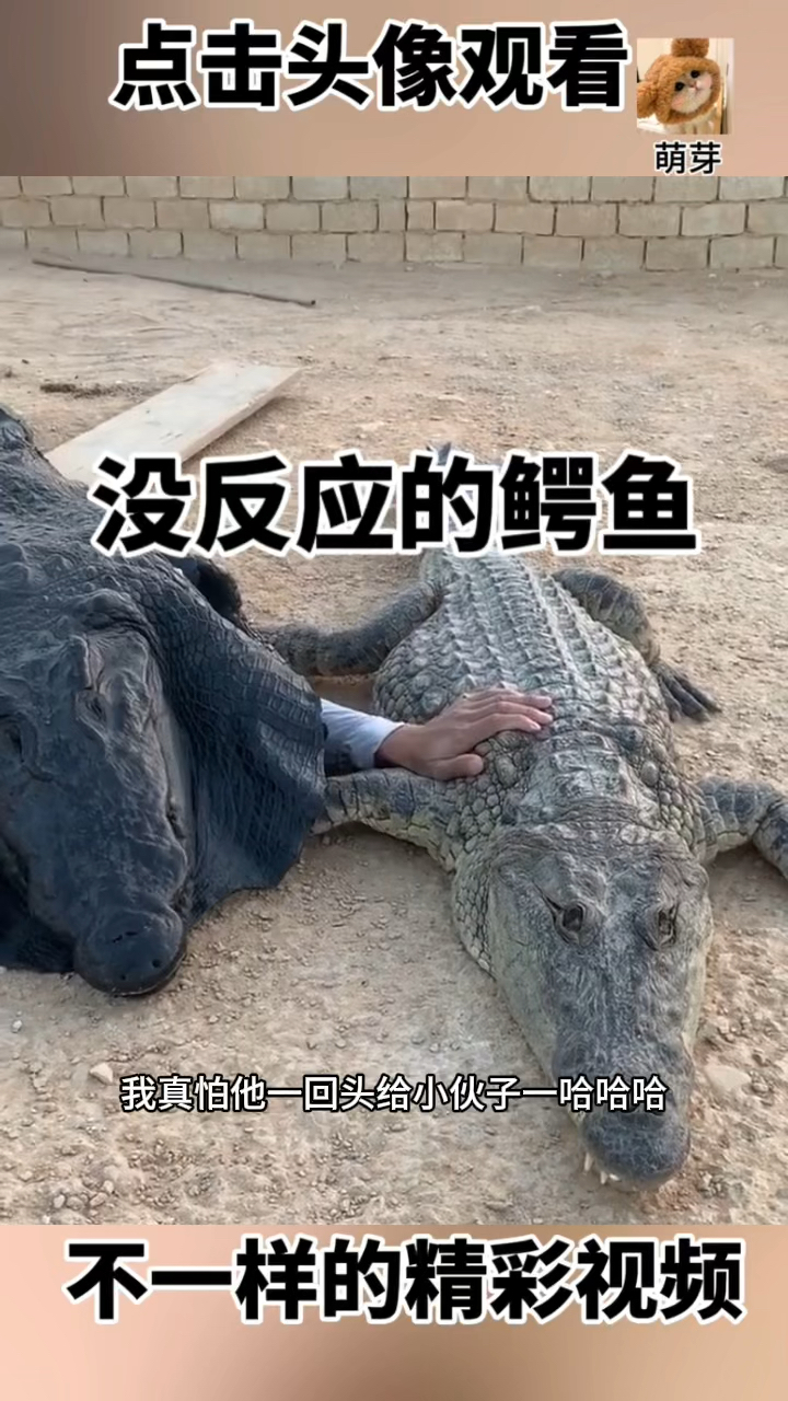 没反应的鳄鱼,一点察觉都没有