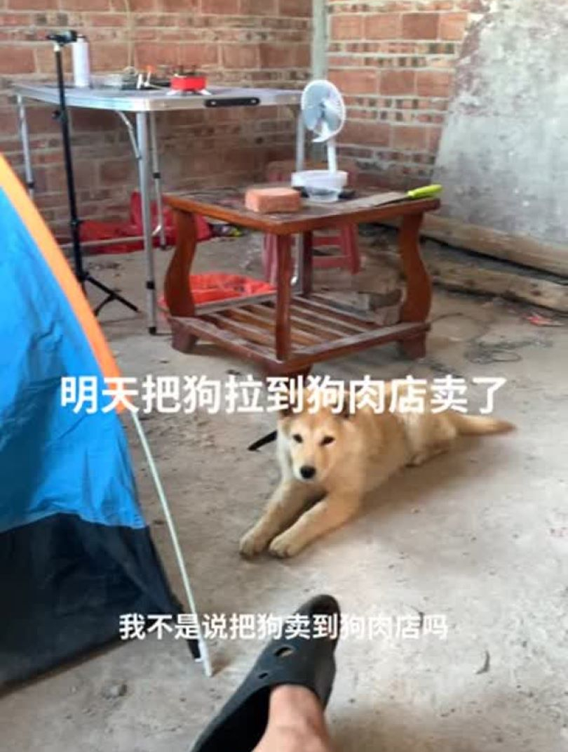 这个狗太狡猾了说要吃大龙虾,要不明天把它拿到狗肉店卖了吧