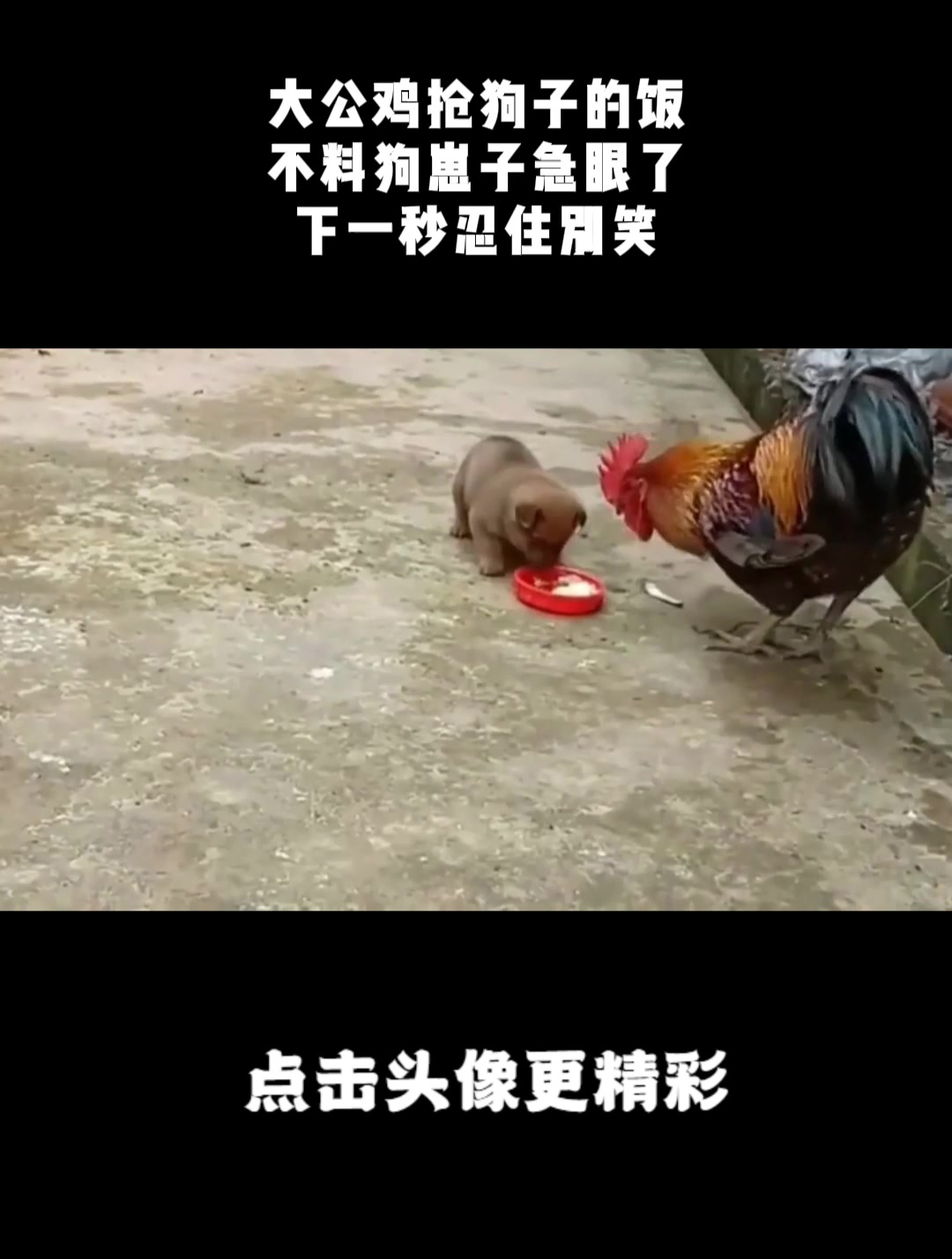 大公鸡抢狗子的饭,不料狗崽子急眼了,下一秒忍住别笑!