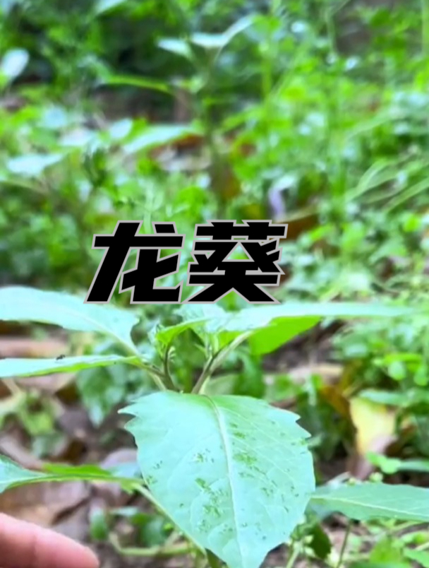 植物科普:学名龙葵,别名黑星星、野葡萄等等,你们那里叫什么?
