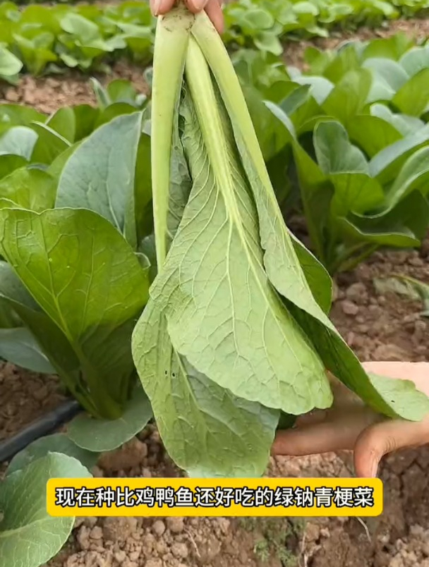 越热越肯长,茎梗比叶子还大,比普通青菜口感更好!