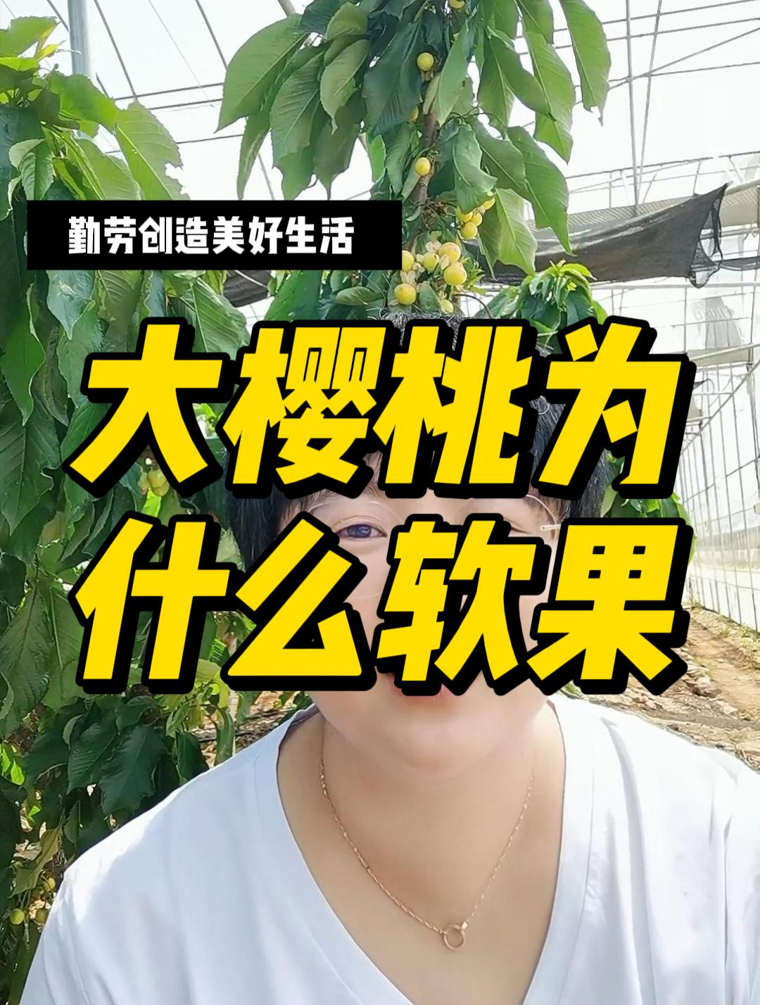 大樱桃软果为什么?