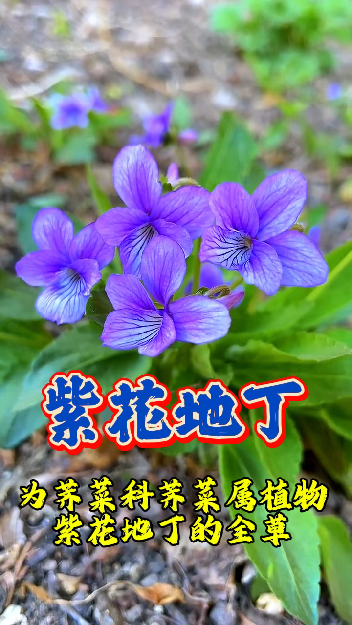 紫花地丁了解一下吧!