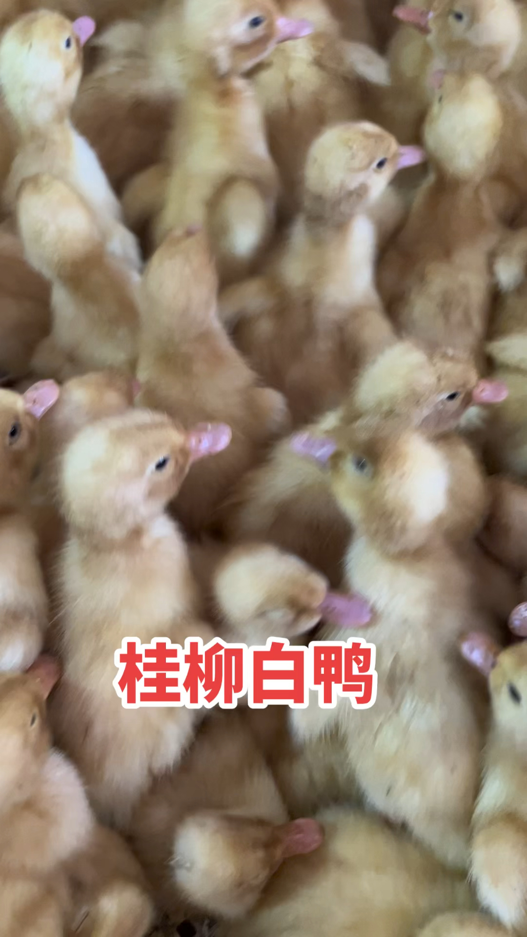 桂柳白鸭苗做好疫苗