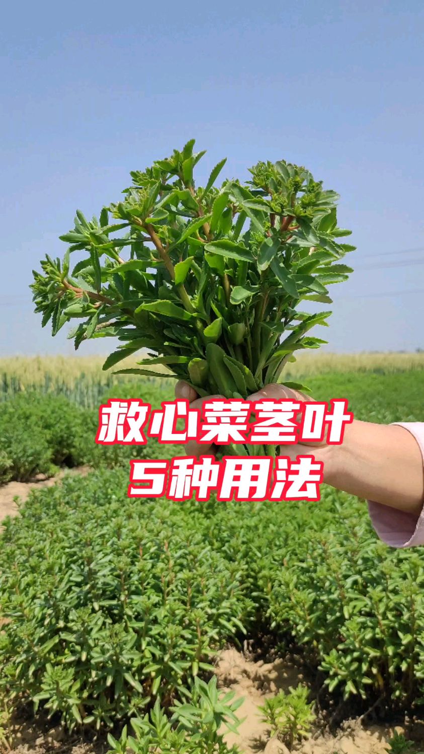 救心菜茎叶老了,怎么用?5种方法分享给你