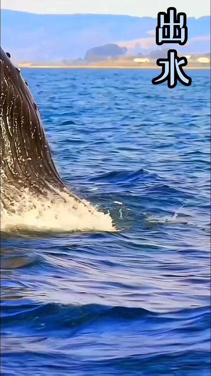 鲸鱼,出水瞬间。