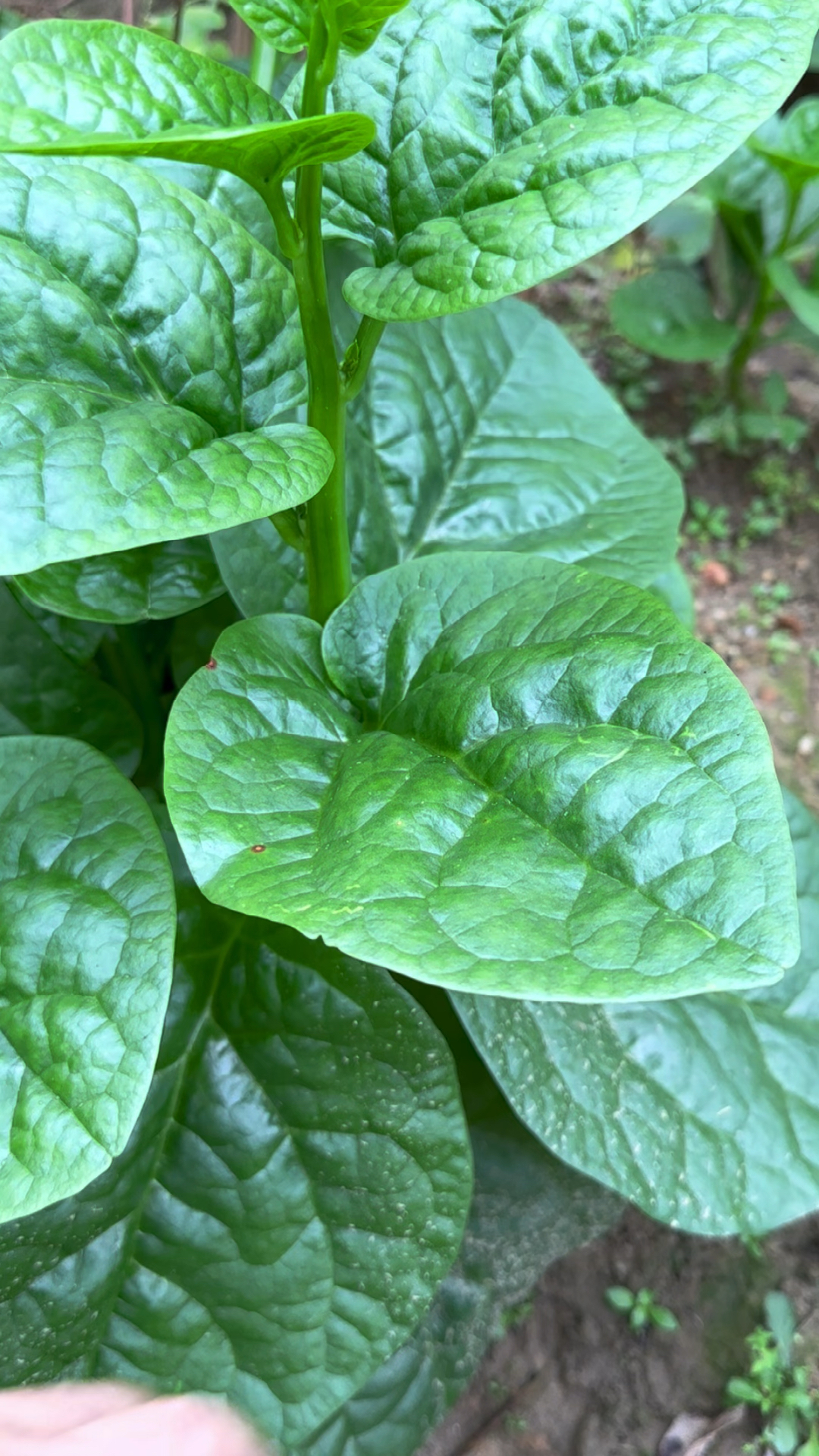 木耳菜,被一些人认为很恶心的一种蔬菜