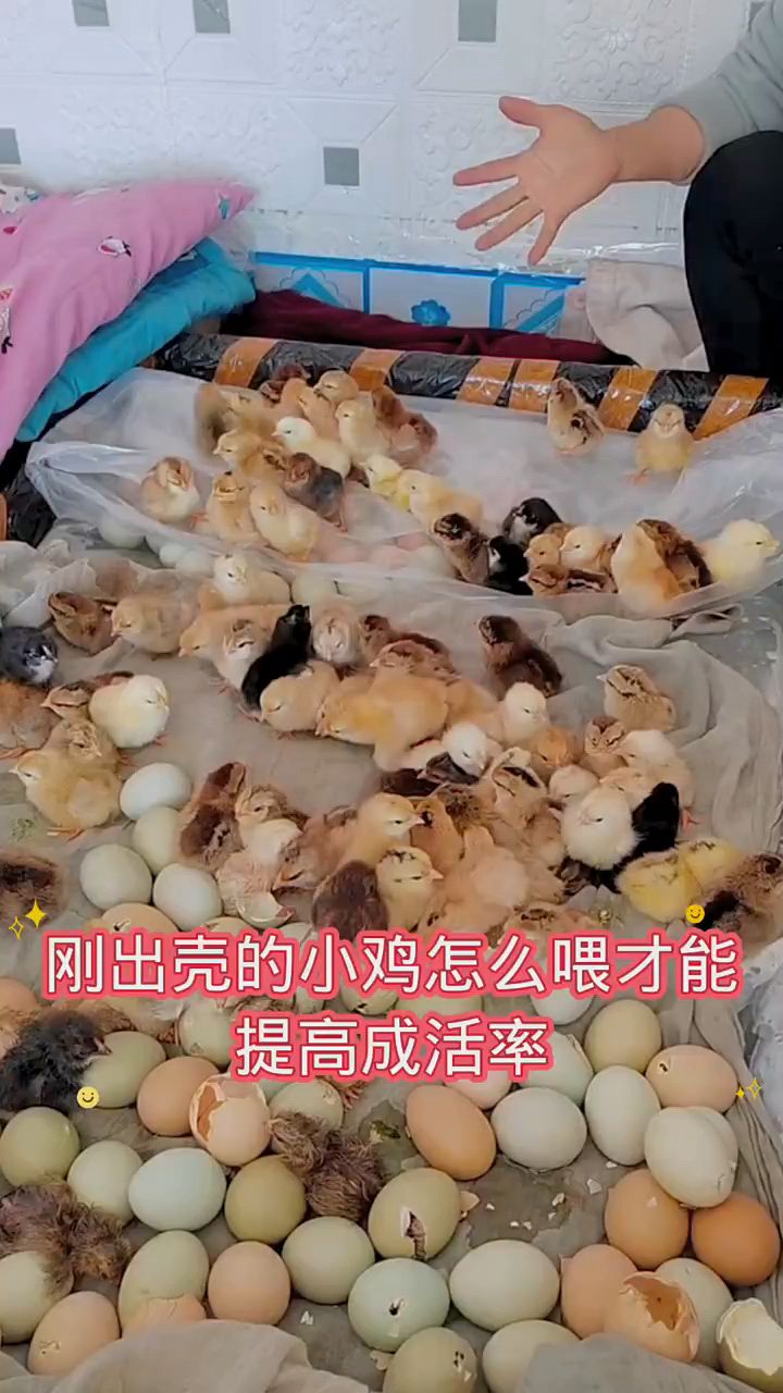 刚出壳的小鸡怎么喂