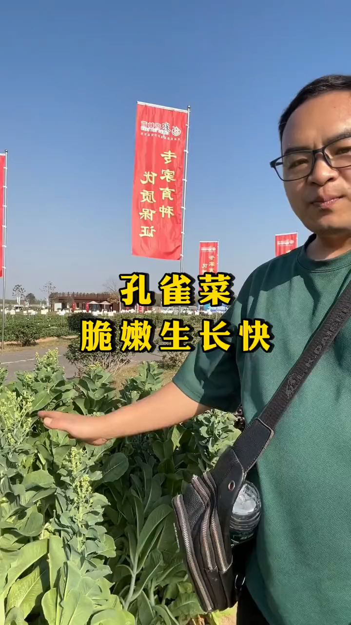 孔雀菜种子耐热蔬菜