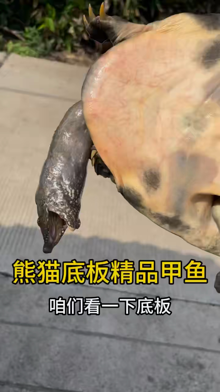 熊猫底板甲鱼来一只!