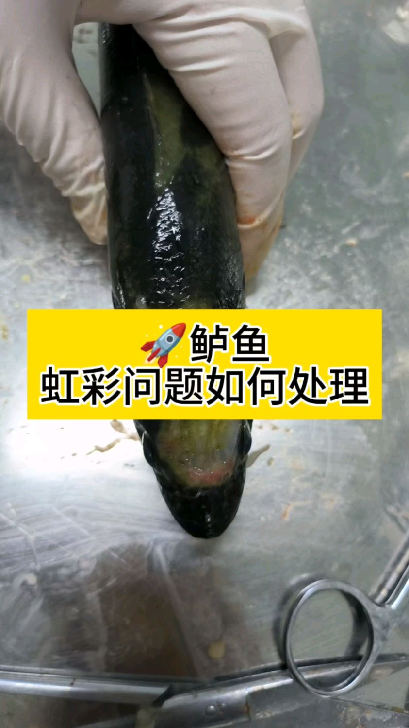 鲈鱼虹彩问题如何处理