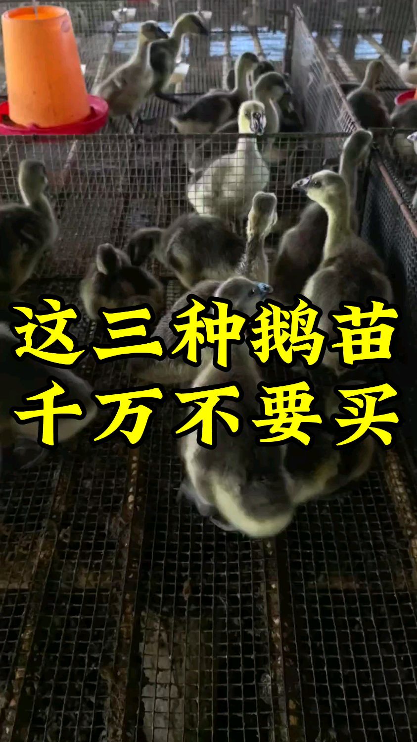 这三种鹅苗千万不要买