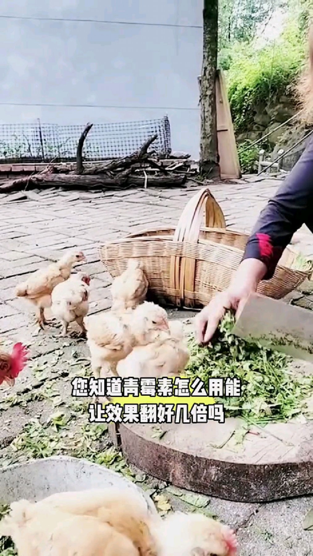 青霉素怎么样?喂鸡效果翻倍