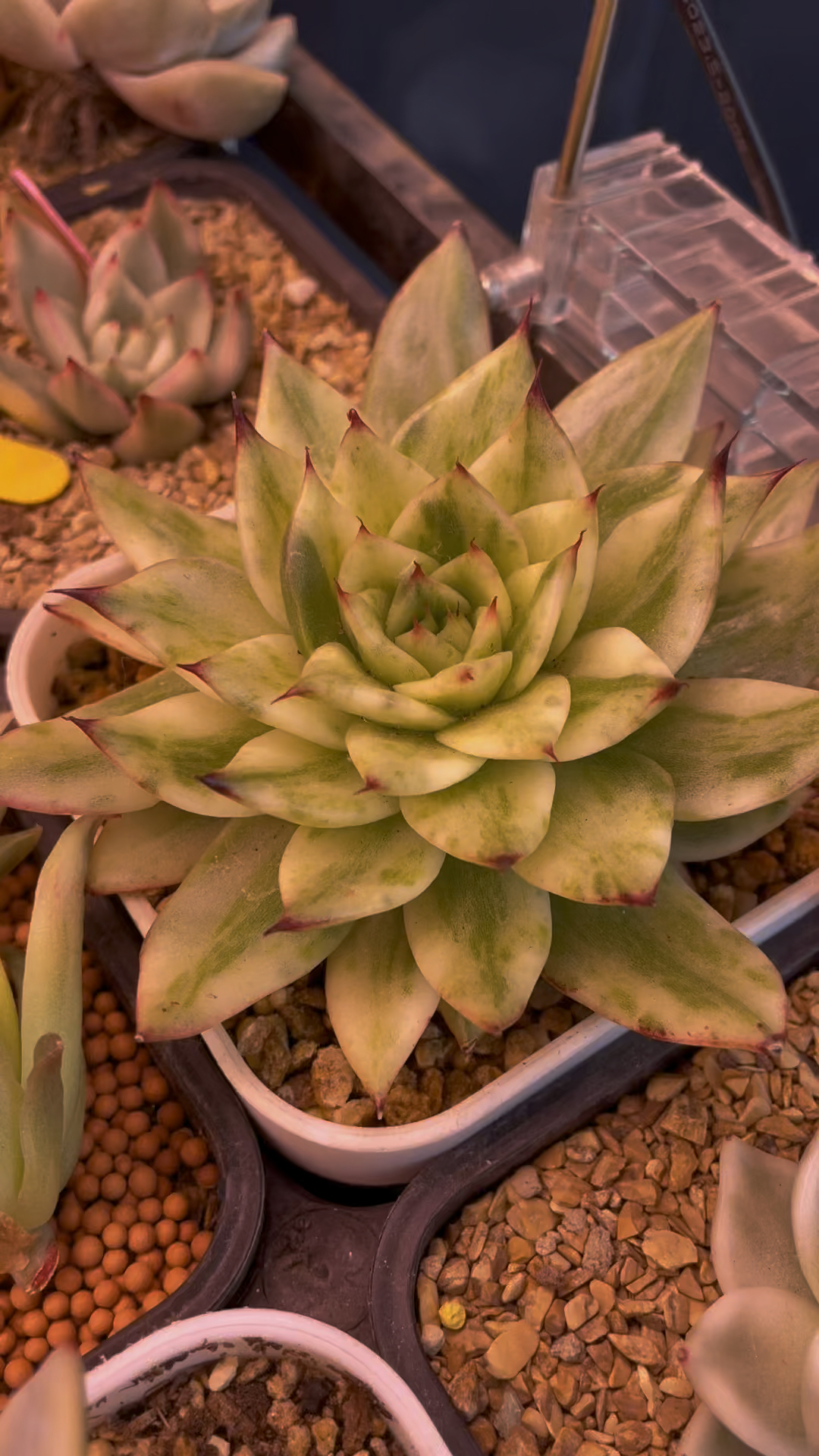 孤品#多肉植物 #韩国锦肉#用多肉治愈生活