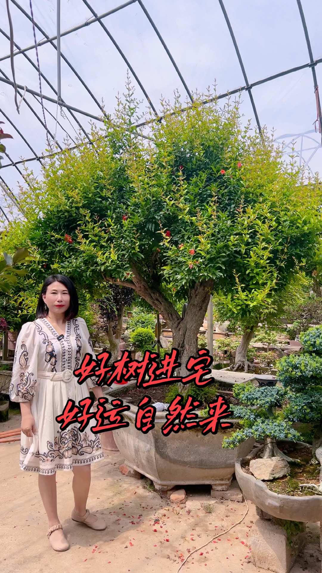 精品盆景艺术展示.大红袍石榴盆景