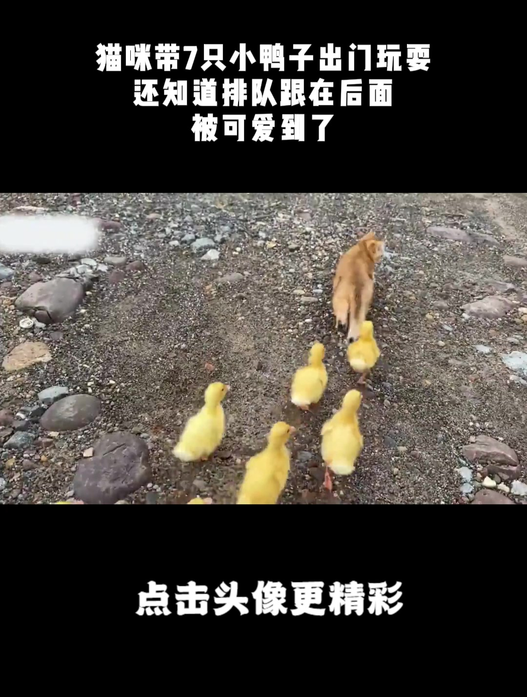猫咪带7只小鸭子出门玩耍,还知道排队跟在后面,被可爱到了!