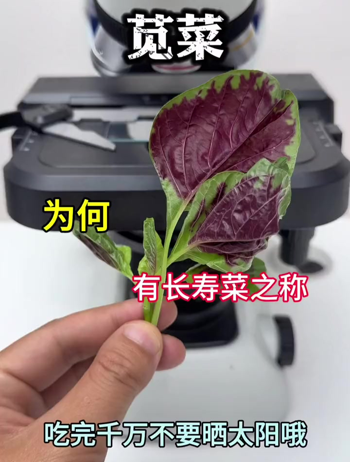 你爱吃苋菜吗?吃它需要注意什么呢?