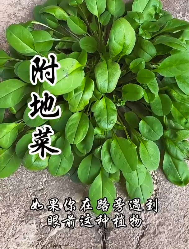 附地菜可是个美味的野菜,人们还称它为鸡肠草!遇到了别错过!