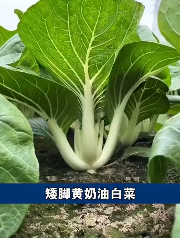 叶片大而肥厚,口感比普通白菜更好,矮跟奶白菜好种易管理!