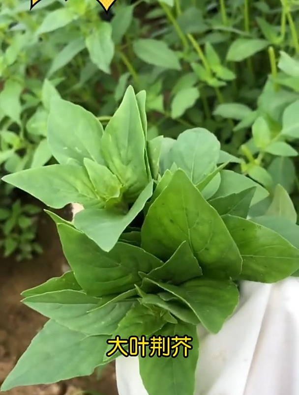 路边常见的杂草,河南人却餐餐离不开它,荆芥菜有何价值?