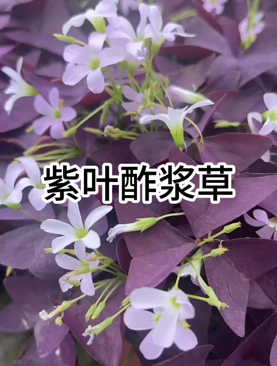 每天认识一种花之紫叶酢浆草