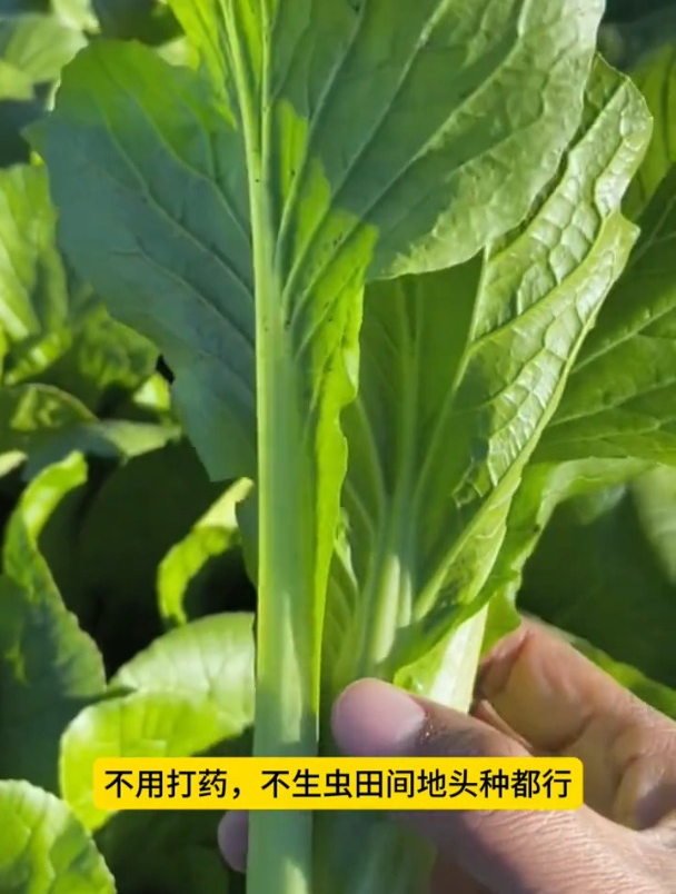 长梗绿叶青菜,不用打药不招虫,越热长的越好!
