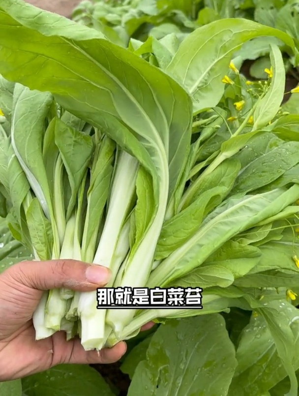 专吃菜心的蔬菜,越掐长得越快,白菜苔好管理不招虫!