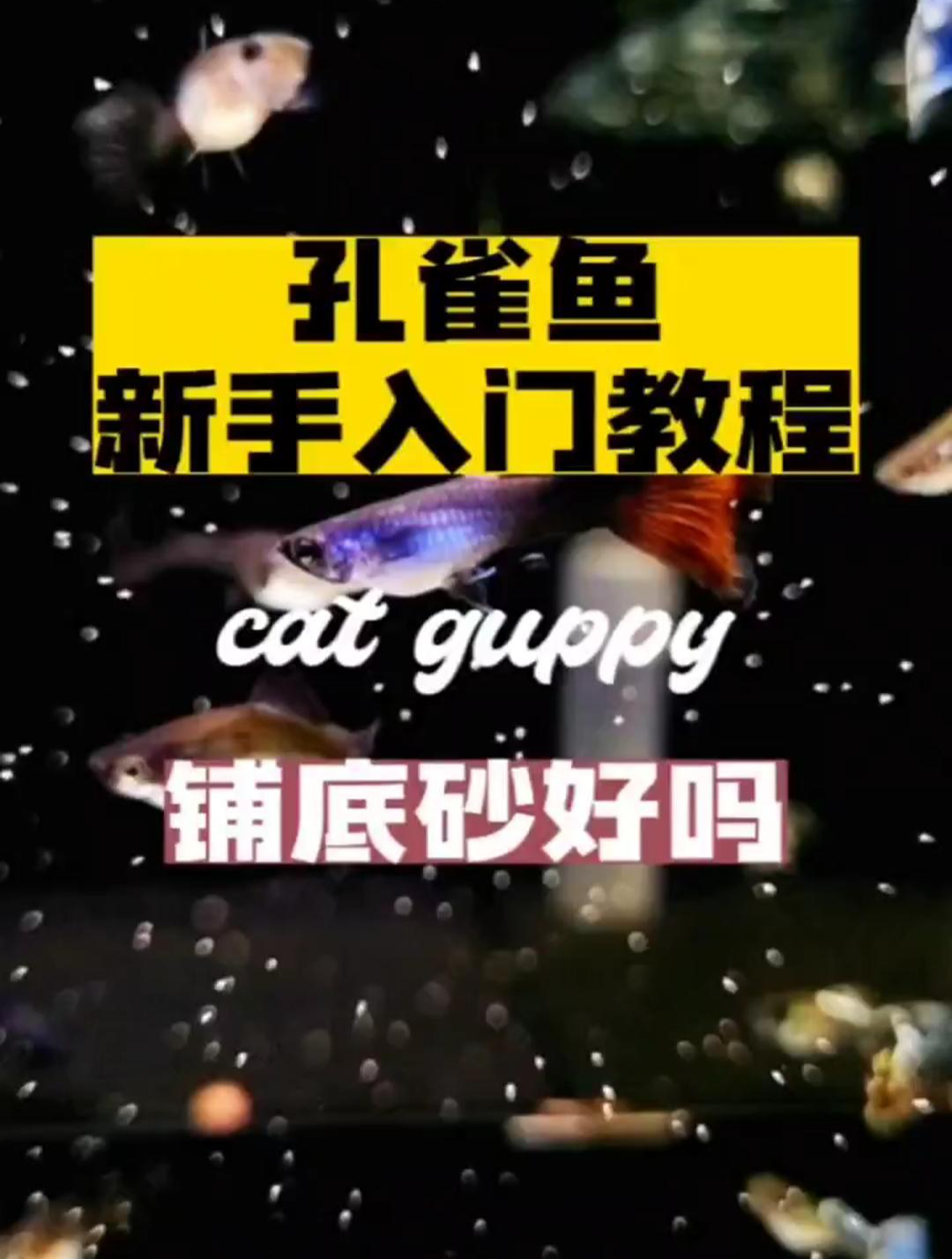 《孔雀鱼新手入门教程》铺底砂好吗