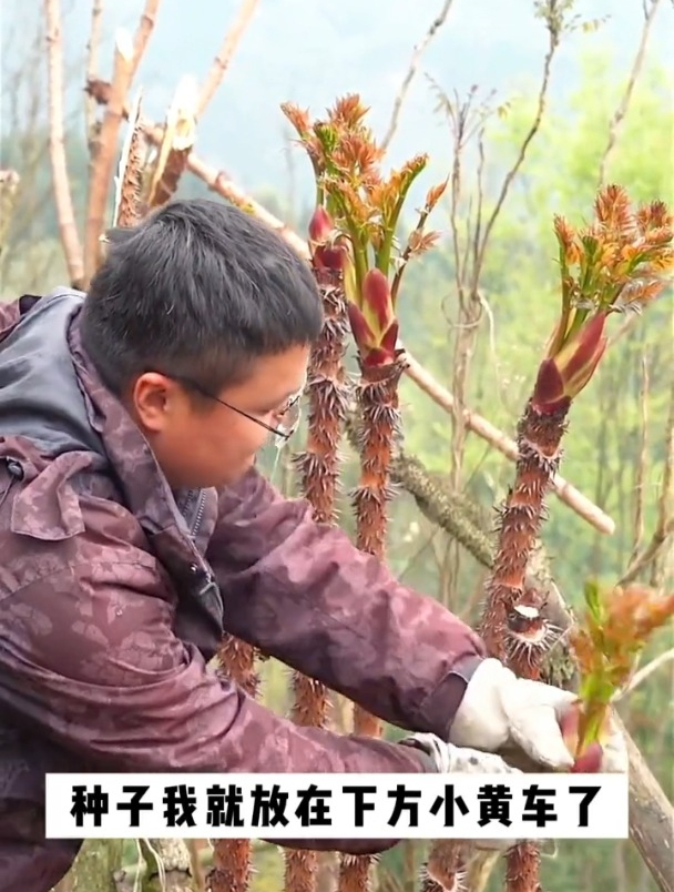 一种野菜,不耐运输市场价值很高,在家种点,吃着更新鲜
