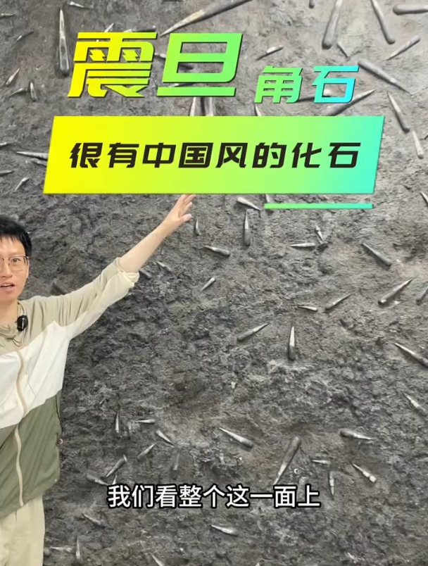 古生物化石:铁板鱿鱼的远古亲戚