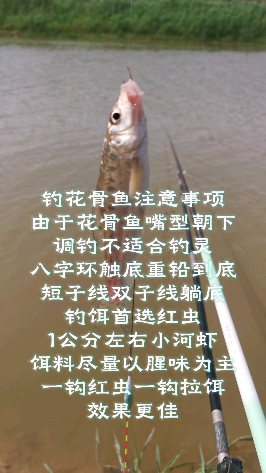 钓花骨鱼技巧分享