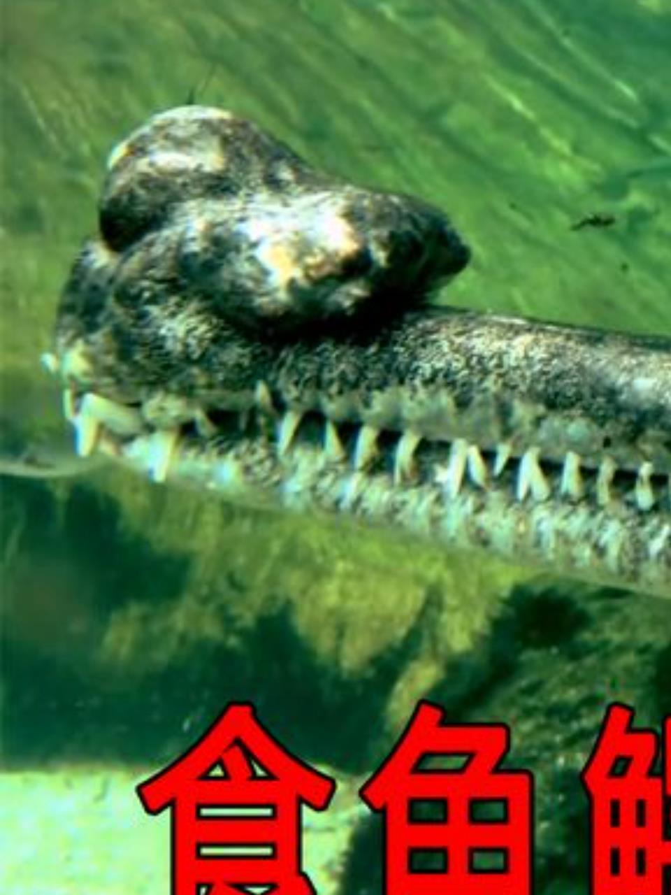 印度食鱼鳄:鳄鱼界的稀有物种,濒临灭绝的生态警钟1