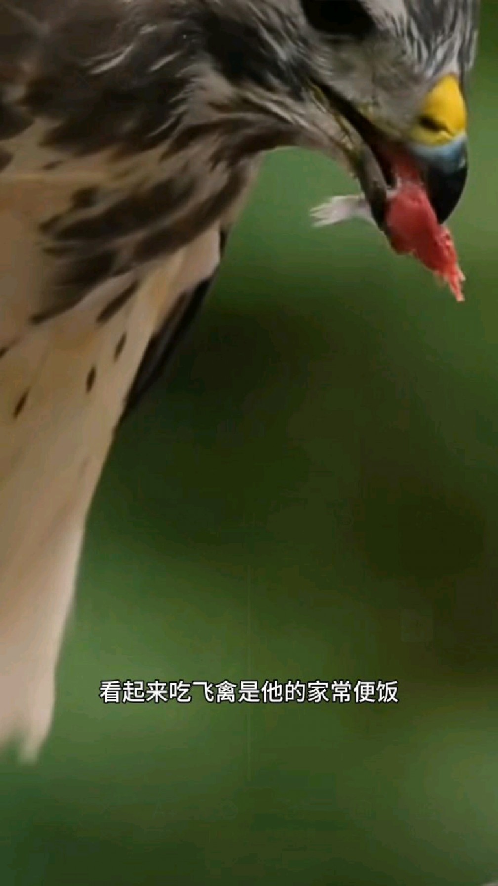 老鹰吃飞禽是家常便饭 #戏说动物世界 #实拍鸟类 #神奇动物看这里