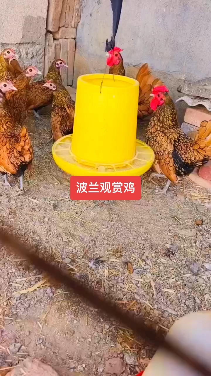 波兰观赏鸡好美啊