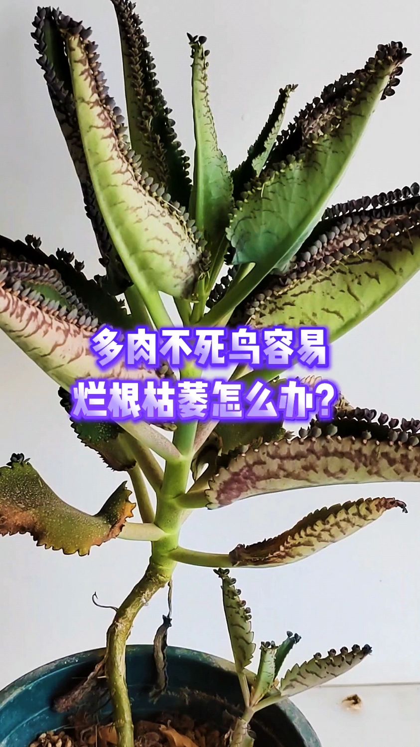 多肉不死鸟容易烂根枯萎怎么办?