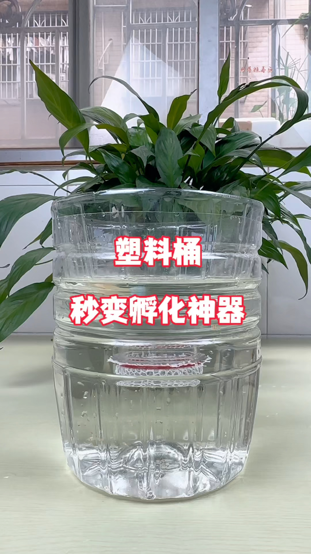 塑料桶秒变孵化神器#水族 #鱼缸里的大自然 #养鱼日记