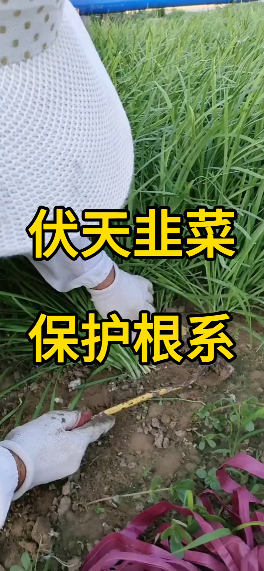 韭菜伏天,保护根系!
