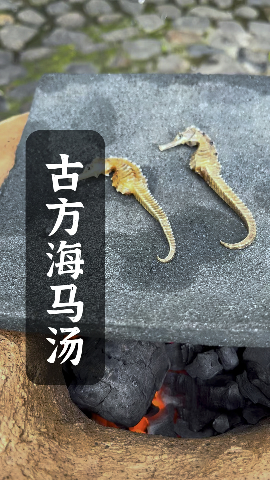 把海马放瓦片上烤制两面焦黄,然后搓成粉筛入猪心里面炖着吃.