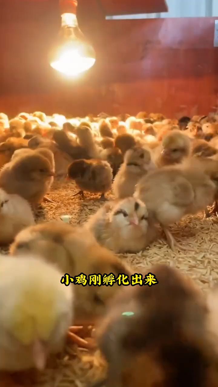 小鸡刚孵化出来怎么喂