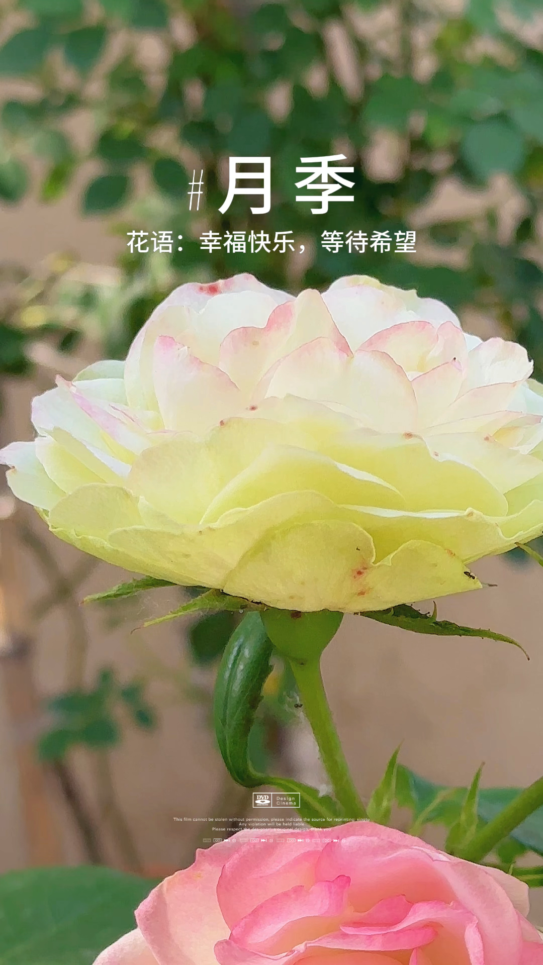 月季花很美,很多人都喜欢,月季花语你知道吗